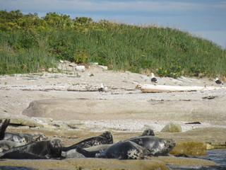 Seals Beach © MarieLaure