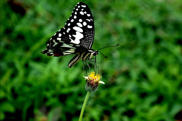 butterfly on a flower
