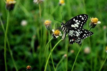 black butterfly on little white flower green background