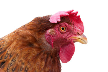 Hen head, isolated on white background