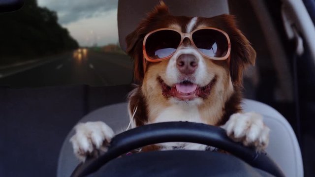 Dog driving a car on a suburban street at dusk wearing funny sunglasses, wide shot