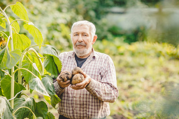 Farmer elderly man with beard holds fresh potatoes in hands. Eco vegetables concept