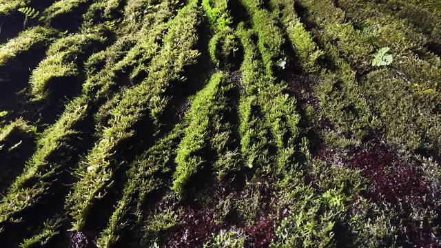Drops of water flowing down on a wall covered with natural moss in Rabacal, Madeira island, Portugal