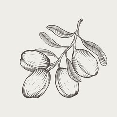 Vector illustration argan tree branch isolated. Engraved style.