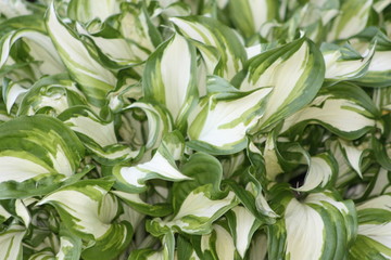 White and Green Hosta