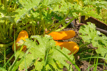 Obraz premium Autumn harvest of yellow zucchini in the garden