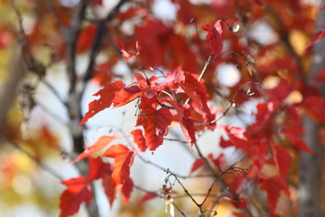 Red Fall Colors