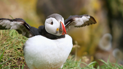 Puffin on the rocks. Iceland