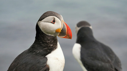 Puffin bird. Sea parrot bird. Iceland
