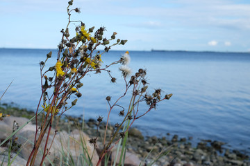 Vegetation an der Ostseeküste
