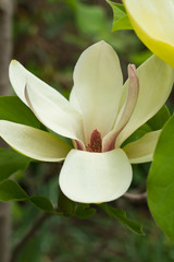 magnolia tree 