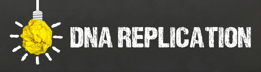 DNA Replication 