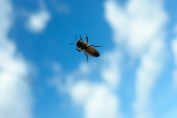 Bee on a windshield