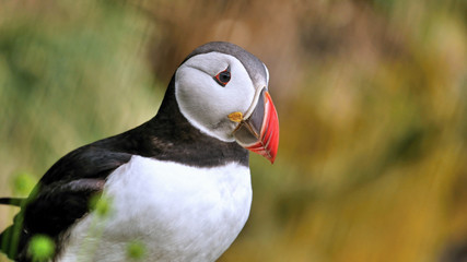 atlantic puffin on a rock