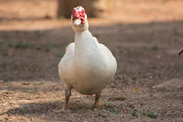 Duck in the farm