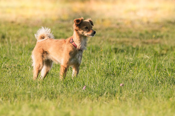 Small mixed breed dog is attentively standing in the green grass.
