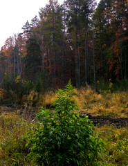 Autumnal forest landscape. Polish nature.