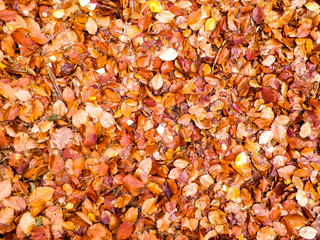 Autumn leaves as nature background.