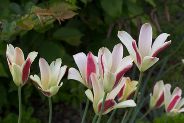 Tulip