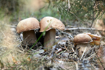 Three beautiful cep