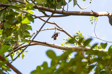 Large Fruit Bat Sleeping Hanging in Tree Fruit