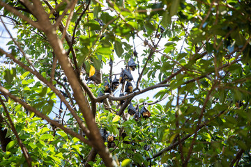 Large Group of Fruit Bats Sleeping Hanging in Tree