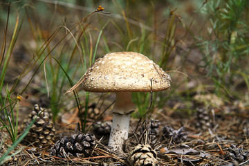 Lonely pale fly agaric