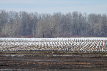 Early spring fields covered with snow, Melting snow on the plowed field