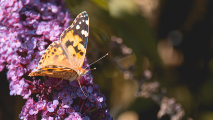 Macro of a beautiful cosmopolitan butterfly on a flower in our garden