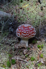 fly agaric in the forest