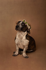 dog with an attitude