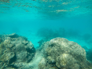 Diving Snorkel Great Barrier Reef full of Coral and Colourful Fish