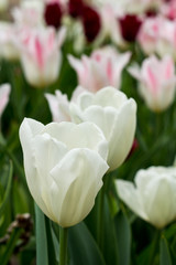 Tulip