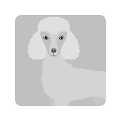 cute poodle dog on white background