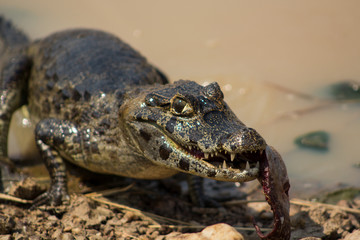 Crocodile seeking food