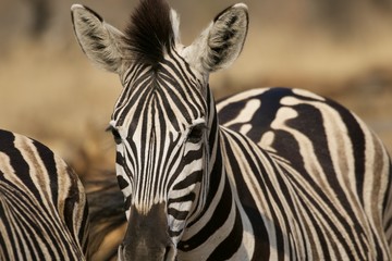 Fototapeta na wymiar Zebra in game reserve
