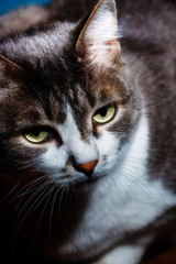 Fototapeta premium Portrait of a noble cat on a black background. Well maintained pet. Blank for the designer