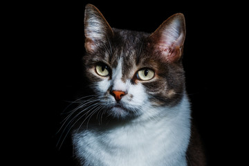 Portrait of a noble cat on a black background. Well maintained pet. Blank for the designer
