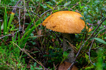 Growing leccinum mushroom