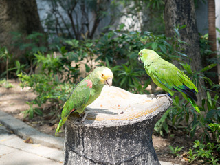 Parrots on Chains for sale at local birds market, Kowloon Hong Kong. Popular tourist destination.