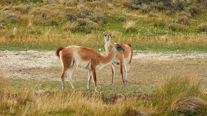 Naklejka na ściany i meble Lama animal in the wilderness of Patagonia, Chile.