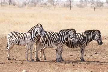 Fototapeta na wymiar zebra in Kruger National Park,South Africa