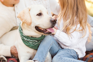 Dog labrador in the park.