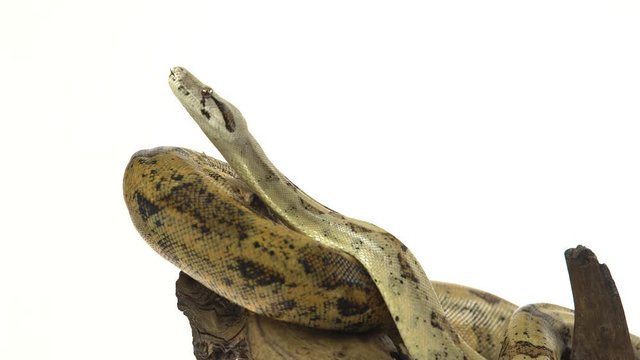 Columbian Boa or Boa constrictor imperator on wooden snag isolated in white