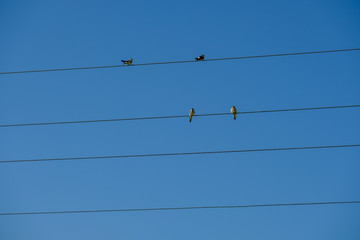 Birds sitting on electric wires on blue sky