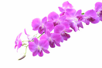 Naklejka na ściany i meble pink orchids flower isolated on white background with clipping path.