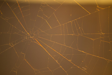 defocused spider web