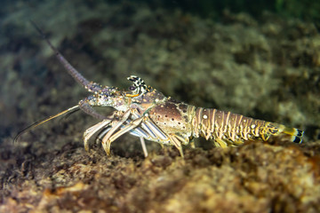 Spiny Lobster