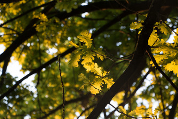 feuillage de chêne