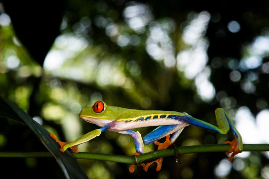 Red-eyed tree frog (Agalychnis callidryas), Sarapiqui, Heredia Province